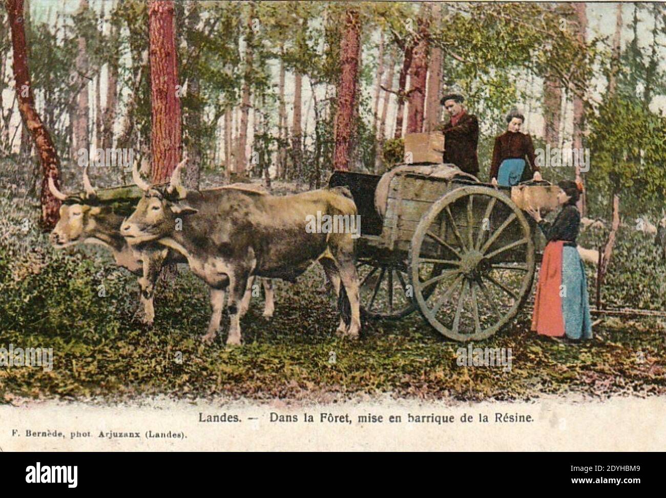 Bauern - CPA Folklore Travaux champetres La cueillette de bois mort