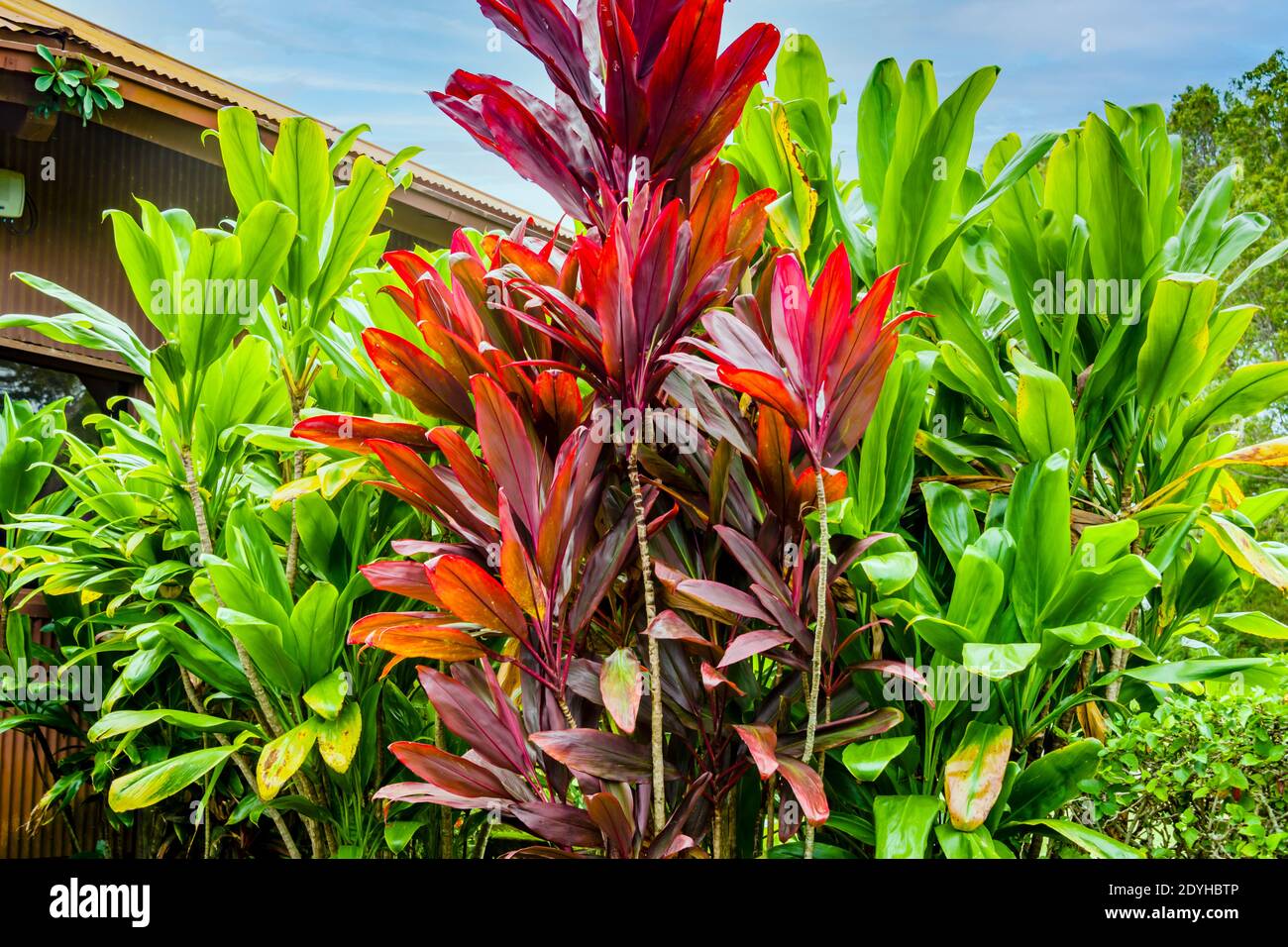 Maui, Hawaii, Kapalua Village Course, Old Clubhouse Landscaping Stock Photo
