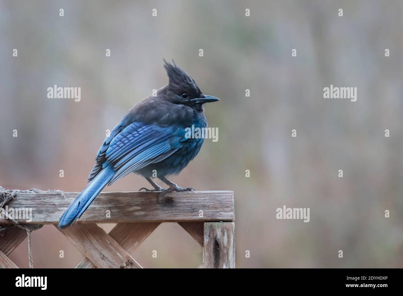 A colourful Steller's jay (Cyanocitta stelleri) keeps a watchful eye while perching on a bare wooden trellis in late winter, with blurred background. Stock Photo