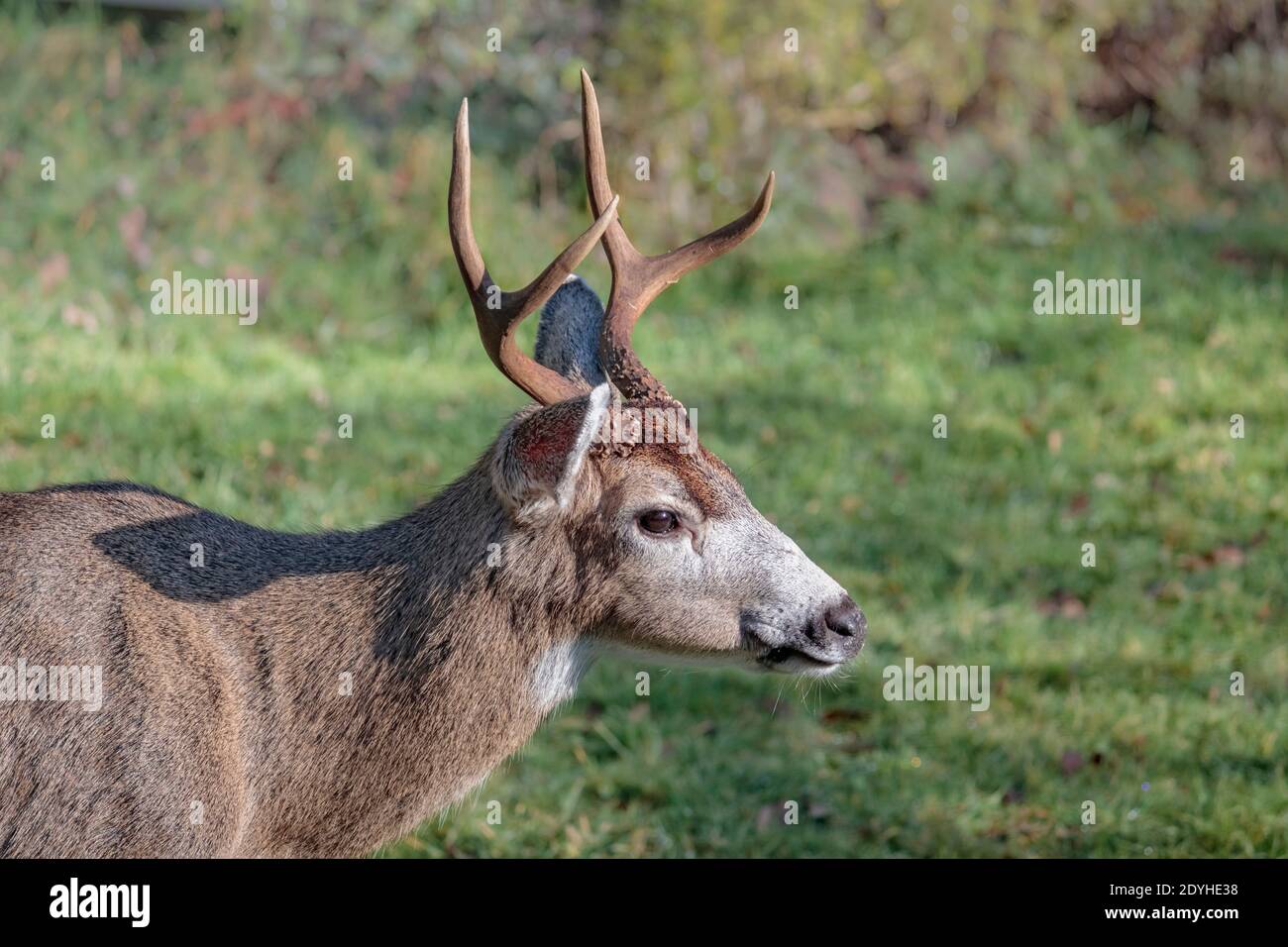 Looking relaxed but vigilant, a mature male blacktail deer with sharp, smooth antlers enjoys some winter sunshine on a green backyard lawn. Stock Photo