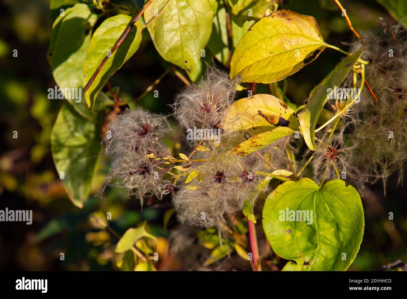 Close Up Of Seeds Of A Clematis Vitalba Also Called Old Mans Beard close-up-of-seeds-of-a-clematis-vitalba-also-called-old-mans-beard