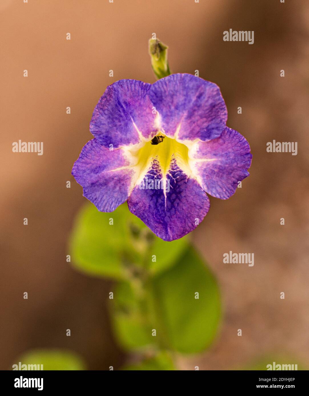 Five petal purple flower hi-res stock photography and images - Alamy