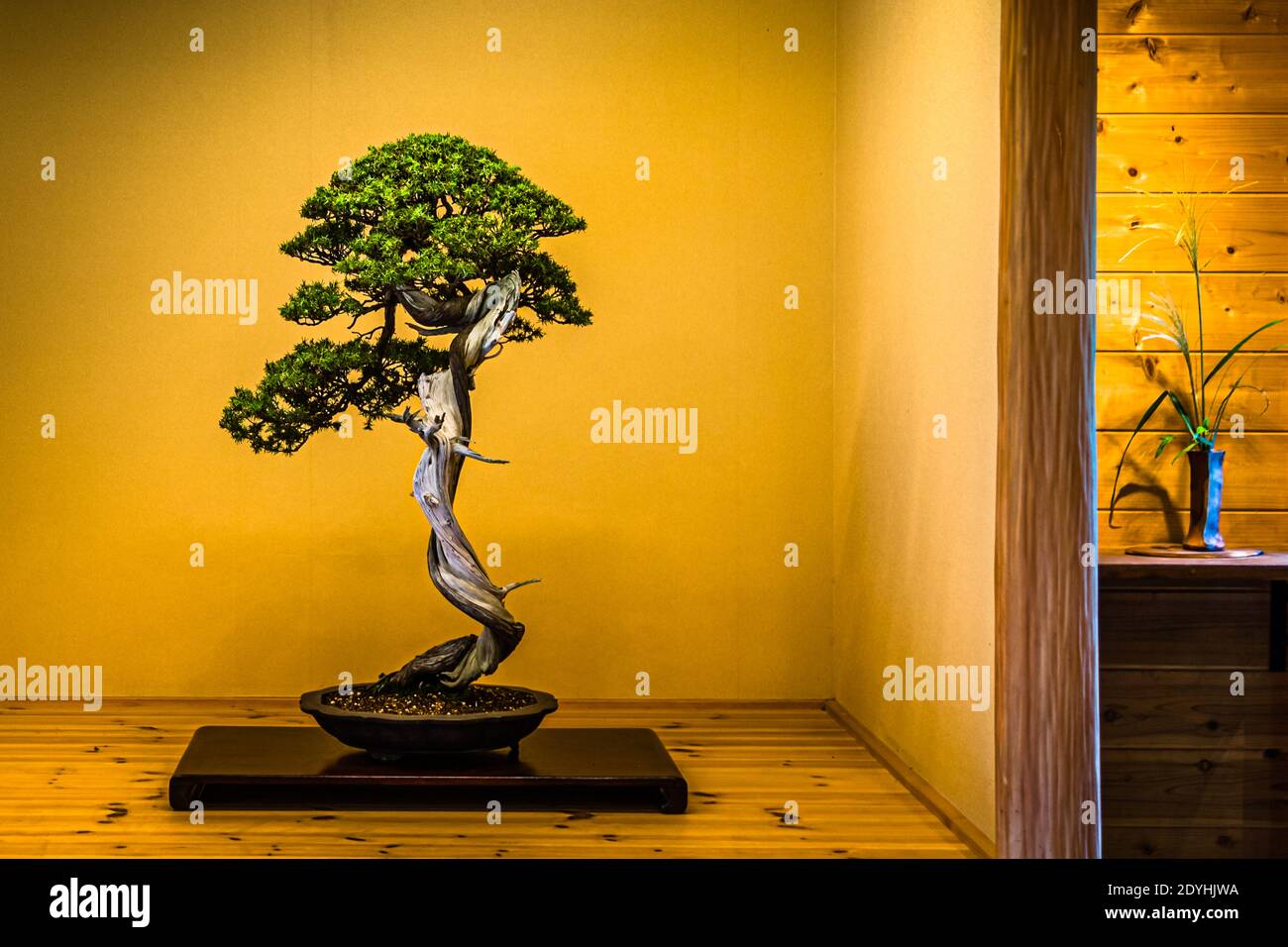 Bonsai Garden in Izu, Japan. In the alcove of a traditional house is presented with great care only a vase, a flower or a bonsai Stock Photo