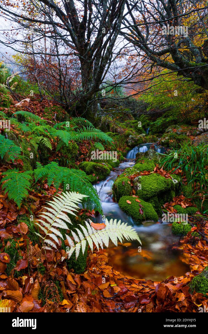 Helechos de colores hi-res stock photography and images - Alamy