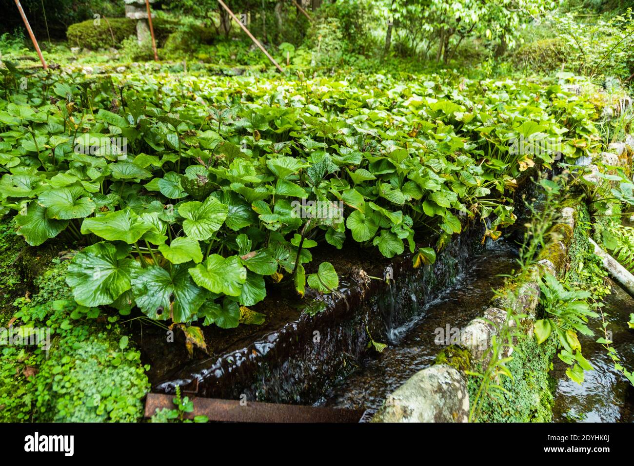 Wasabi grows outdoors in terraced fields. The plant needs running water. Wasabi is considered a very demanding plant that grows slowly Stock Photo