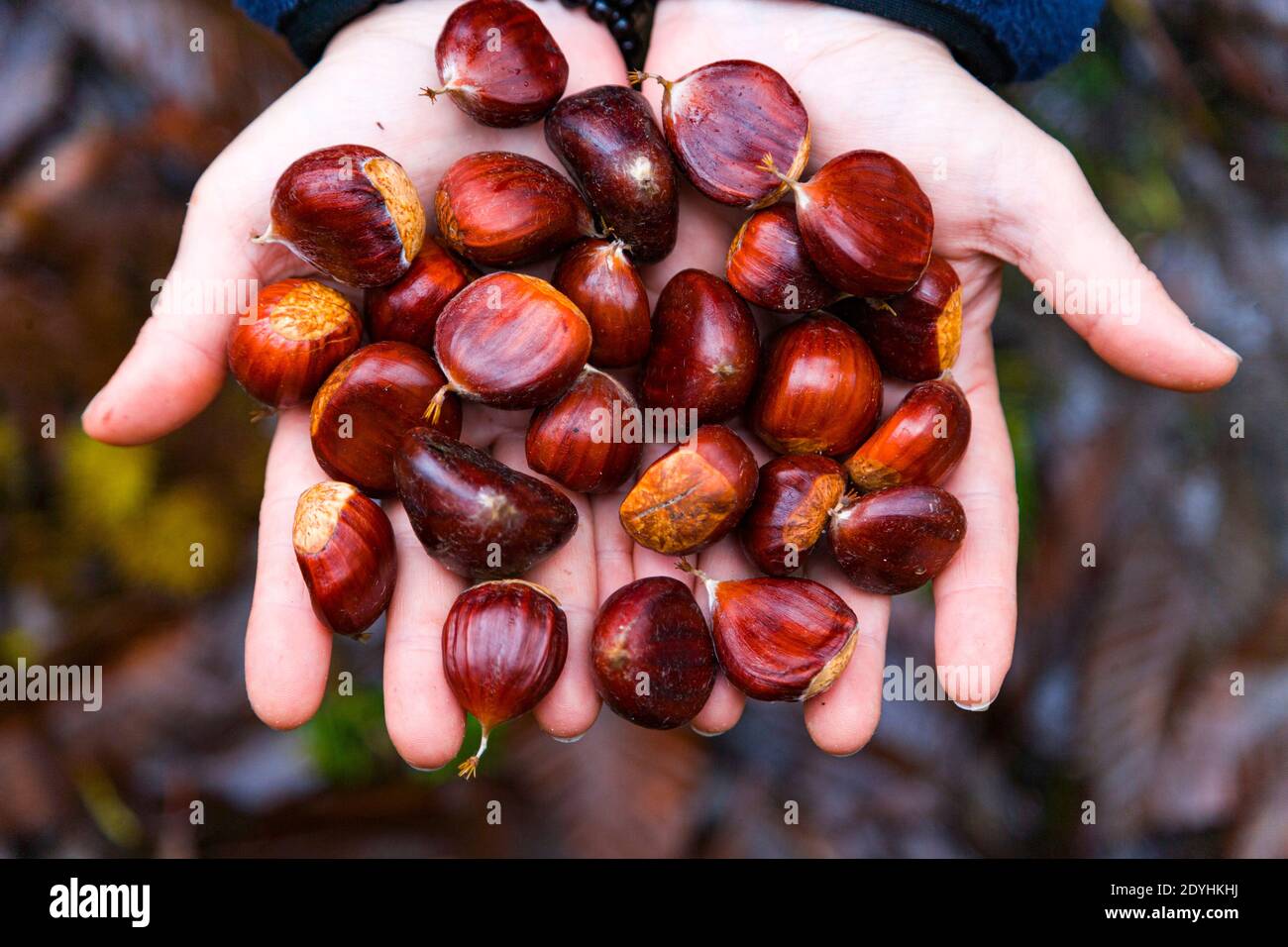 Hoja de castaño hi-res stock photography and images - Alamy