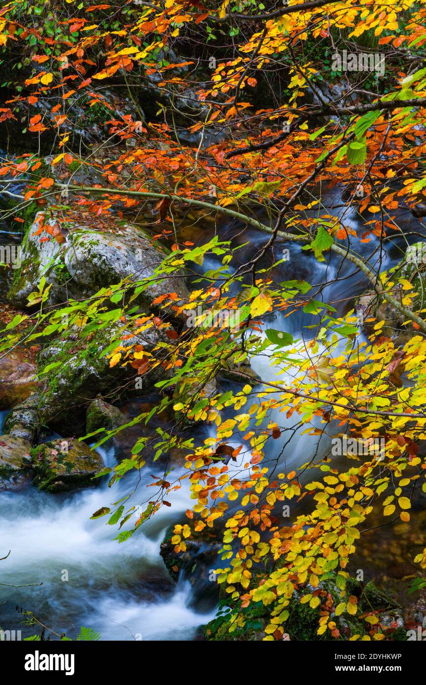 Colores del bosque de otoño hi-res stock photography and images - Alamy