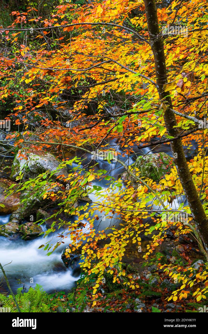 Colores del bosque de otoño hi-res stock photography and images - Alamy