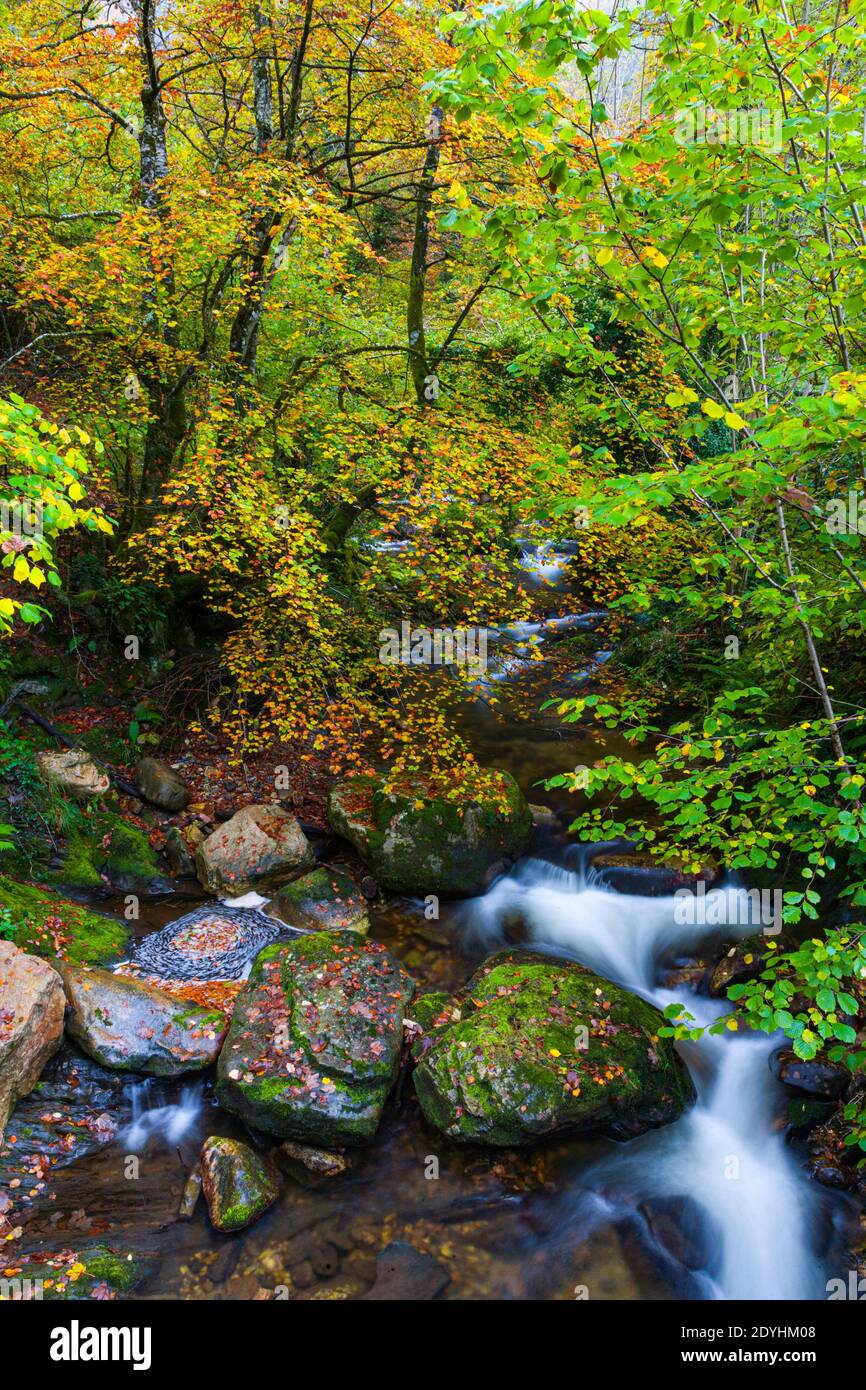 Colores del bosque de otoño hi-res stock photography and images - Alamy