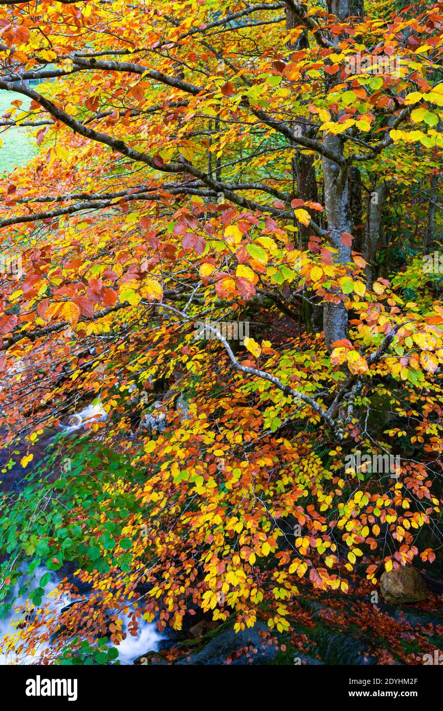 Colores del bosque de otoño hi-res stock photography and images - Alamy