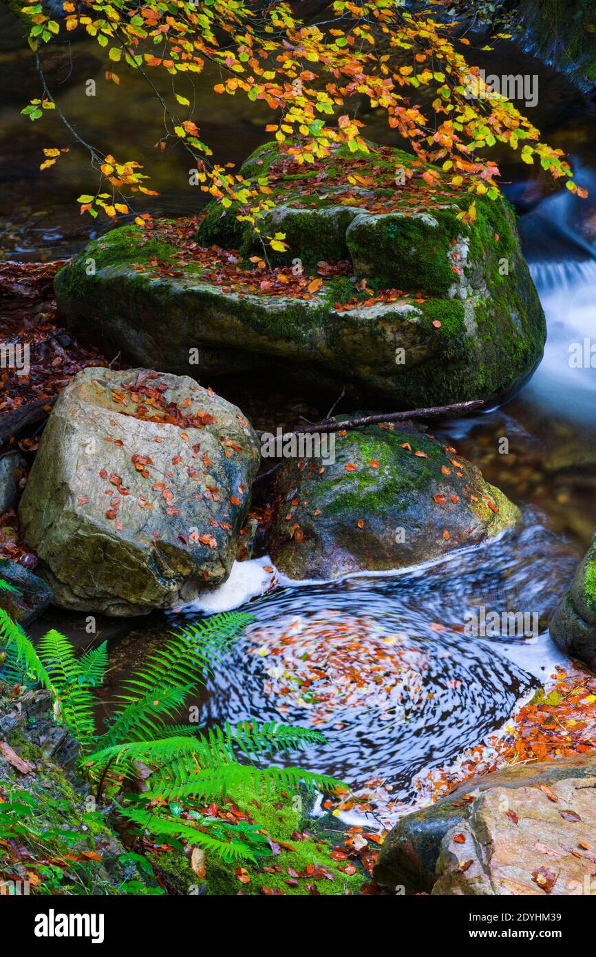 Colores del bosque de otoño hi-res stock photography and images - Alamy