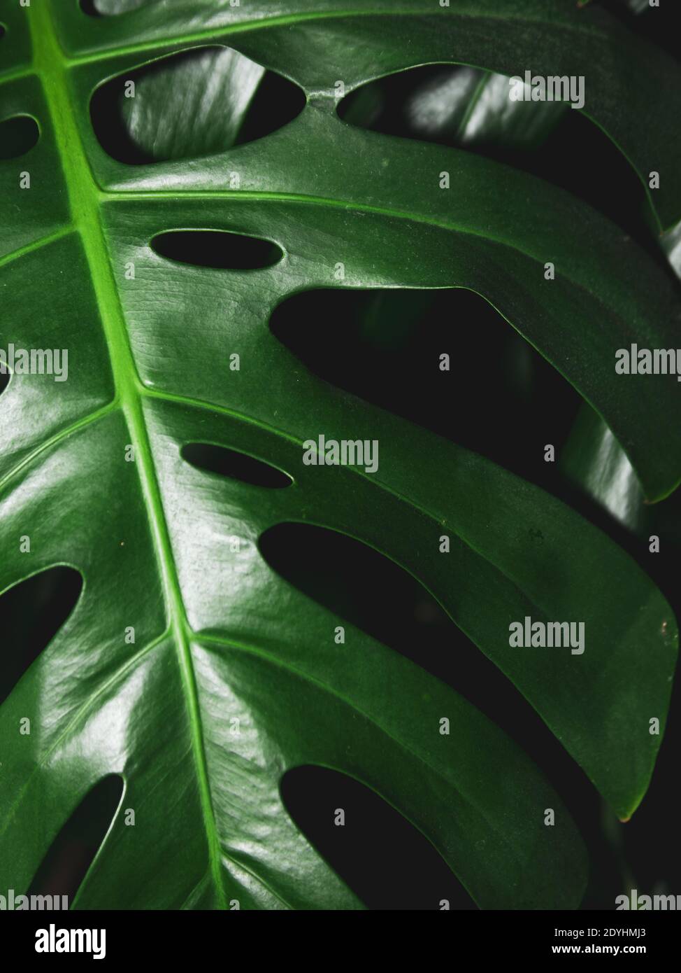 monstera a Monstera Borsigiana Albo Variegated