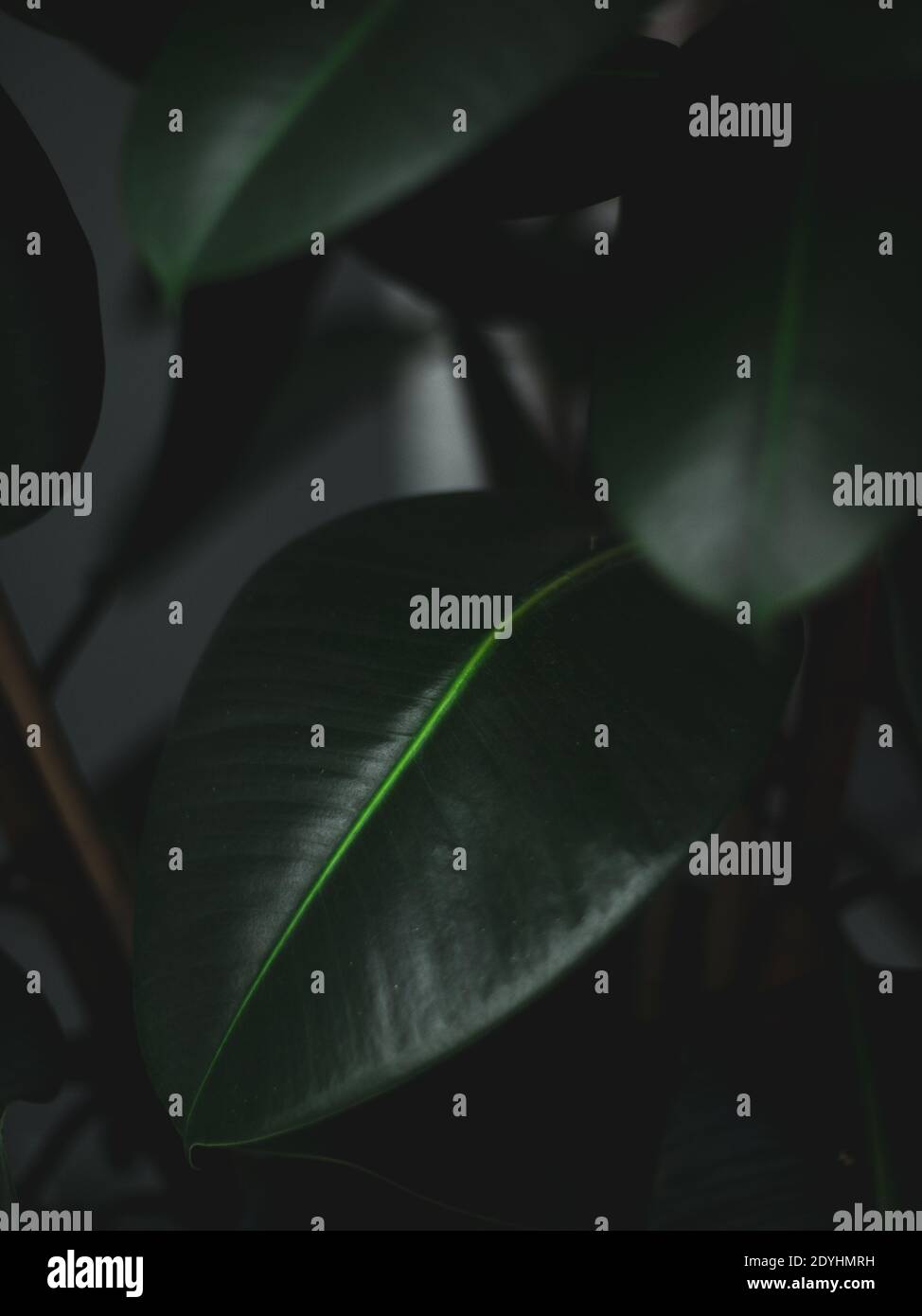 Dark green tropical leaves on black background Stock Photo - Alamy