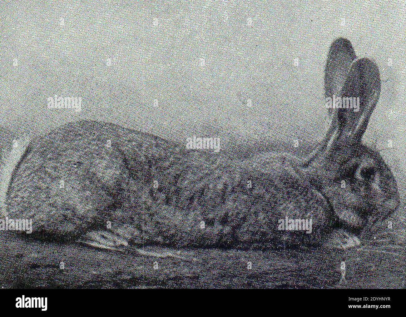 LA2-NSRW-4-0084 (belgian rabbit Stock Photo - Alamy
