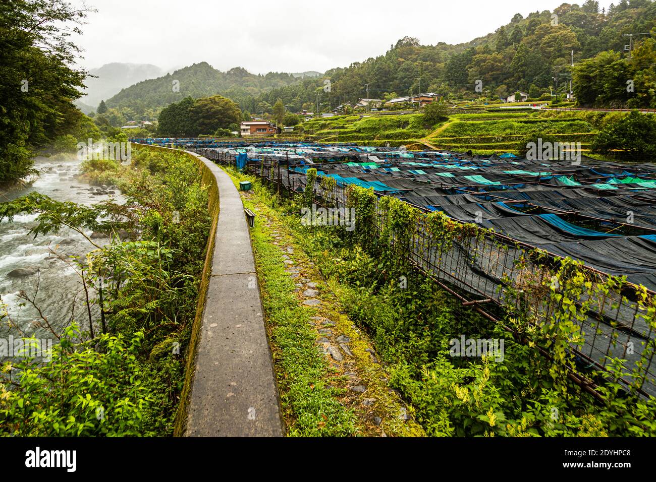 Wasabi fields in Izu (Japan) are narrow and stretch down the gentle