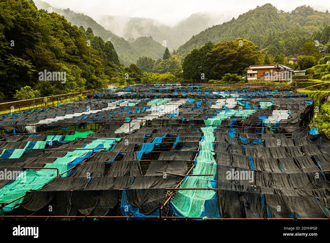 Terraced field with wasabi under tarpaulins as sun protection. The demanding plant needs a lot of water and grows in the mostly shady mountainous area of the Izu Peninsula, Shizuoka Prefecture Stock Photo