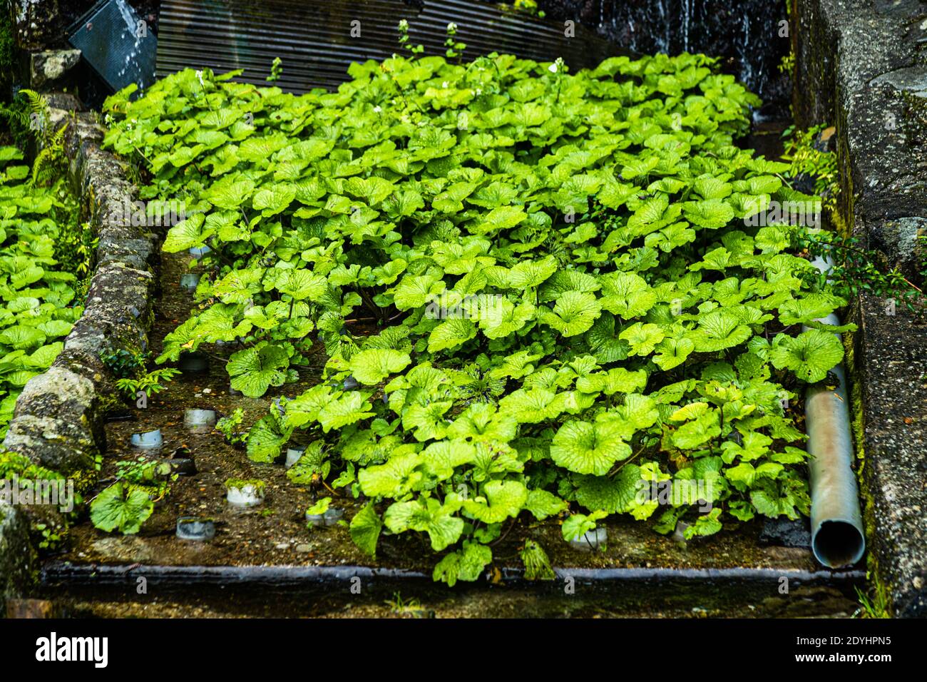 Young wasabi plants in Izu, Japan Stock Photo