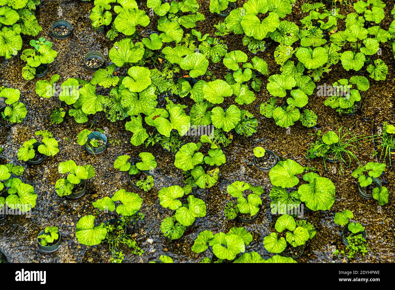 Wasabi cultivation in Japan Stock Photo Alamy