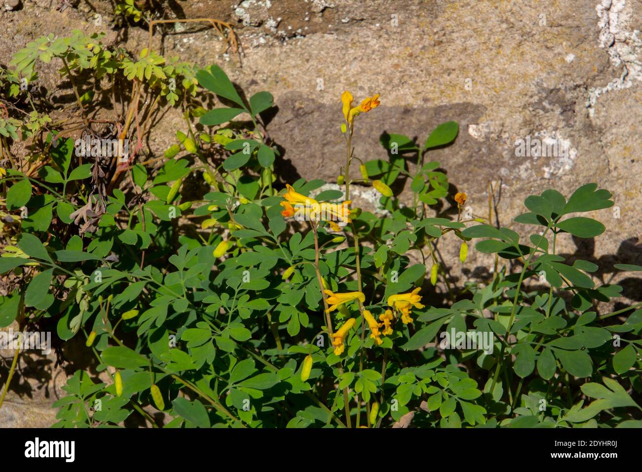 Close up of yellow corydalis growing in a natural stone wall, also called Pseudofumaria lutea Stock Photo