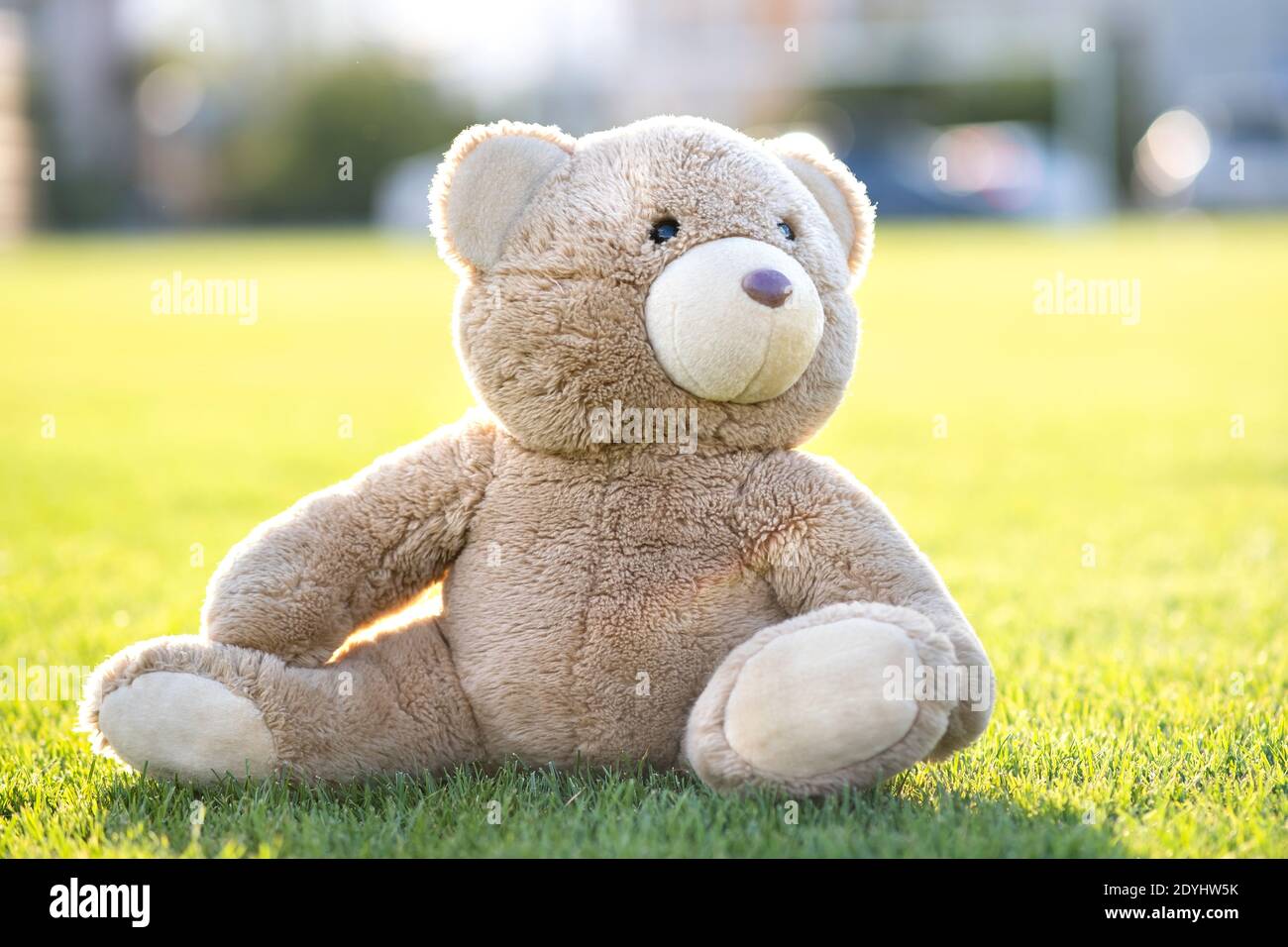 Cute teddy bear toy sitting on green grass in summer Stock Photo - Alamy