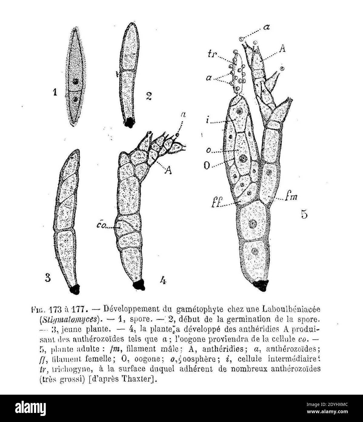 Laboulbeniaceae - gamétophyte. Stock Photo