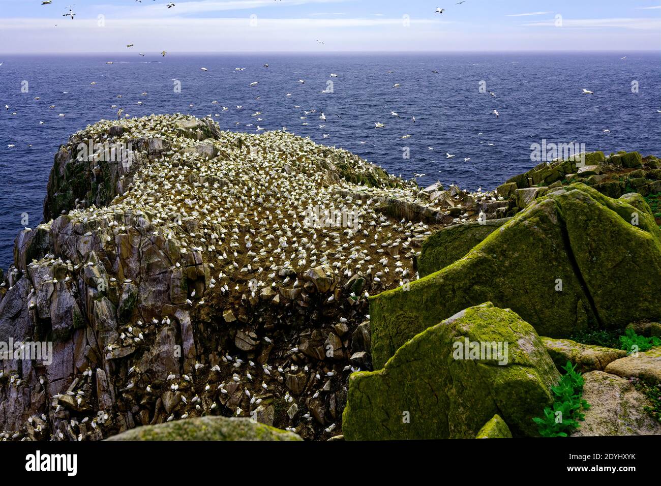Great Saltee Island, co.Wexford, Ireland Stock Photo