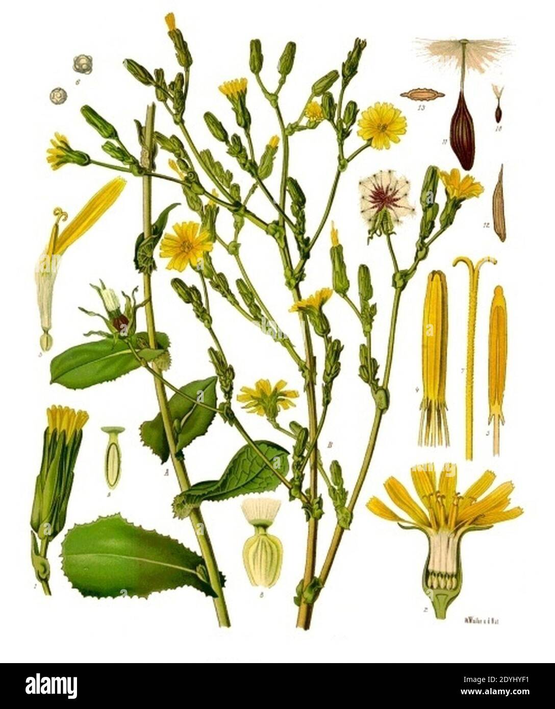 Lactuca virosa - Köhler–s Medizinal-Pflanzen-213. Stock Photo