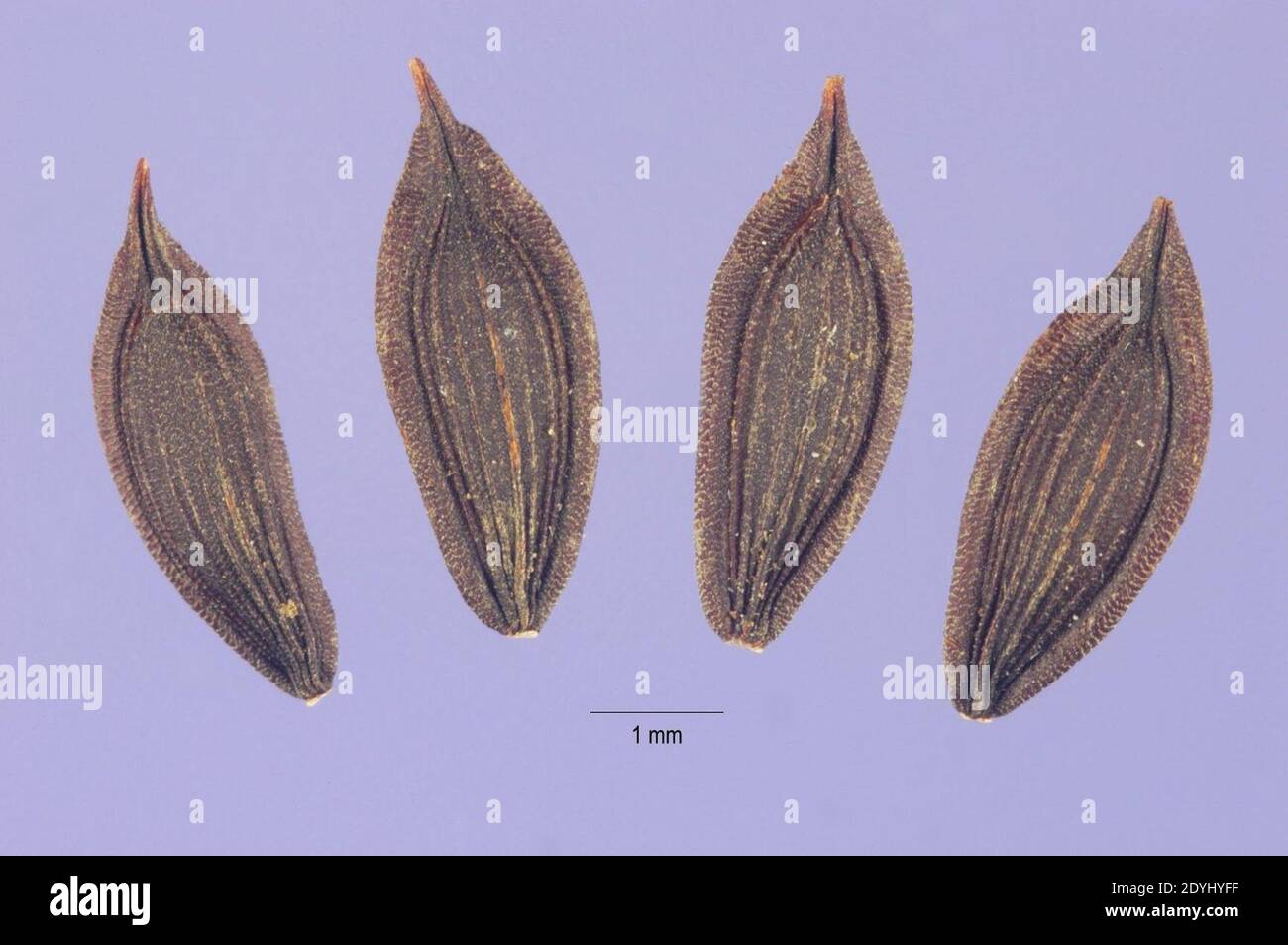 Lactuca virosa seed. Stock Photo