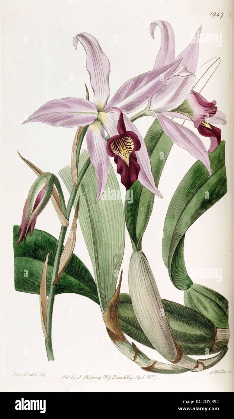 Laelia anceps (as Laelia anceps var. barkeriana) - Edwards vol 23 pl 1947 (1837). Stock Photo
