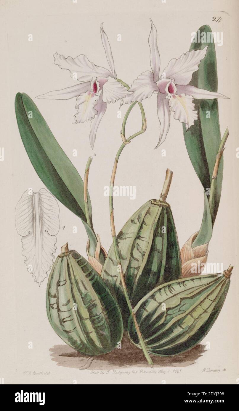 Laelia rubescens (as Laelia acuminata) - Edwards vol 27 (NS 4) pl 24 (1841). Stock Photo