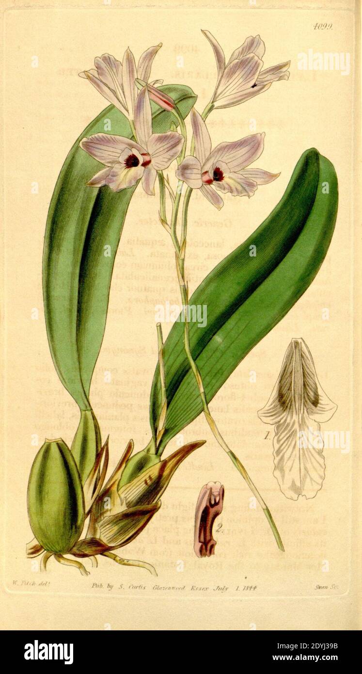 Laelia rubescens (as Laelia peduncularis) - Curtis' 70 (N.S. 17) pl. 4099 (1844). Stock Photo