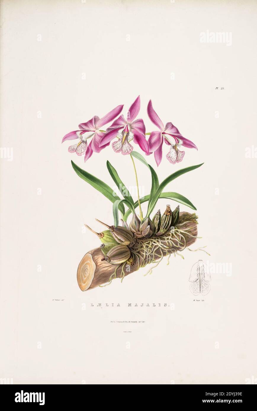 Laelia speciosa (as Laelia majalis) -Bateman Orch. Mex. Guat. pl. 23 (1840). Stock Photo