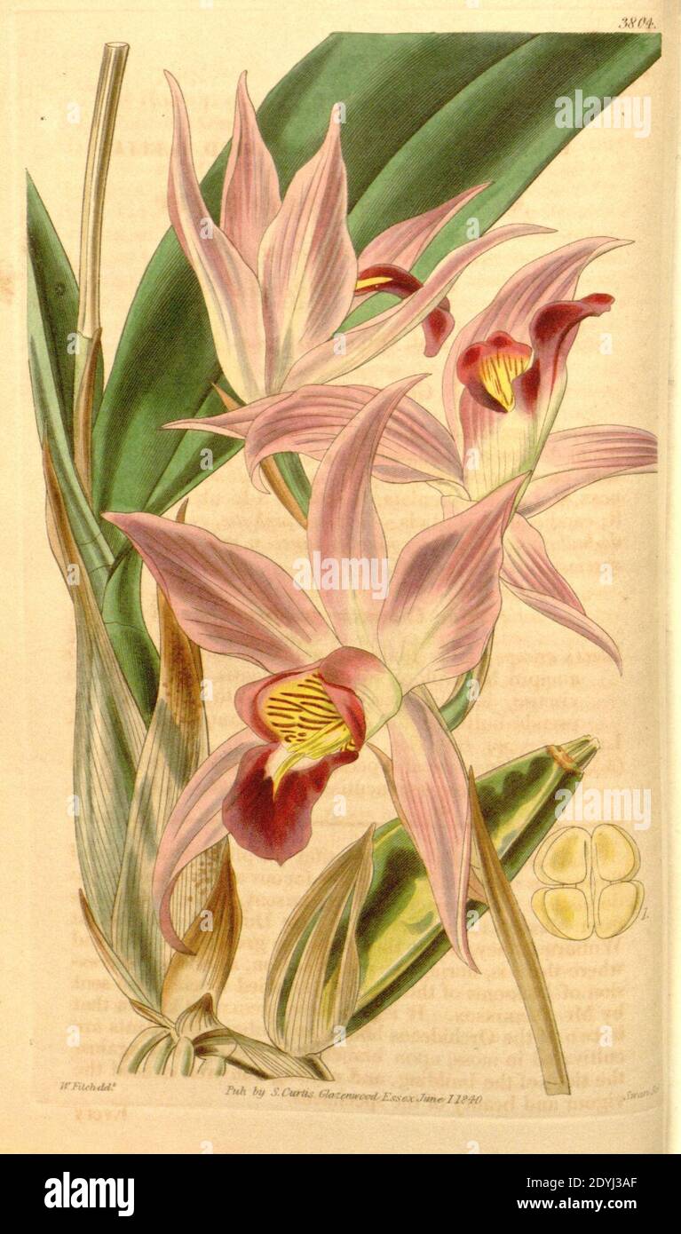 Laelia anceps - Curtis' 67 (N.S. 14) pl. 3804 (1841). Stock Photo