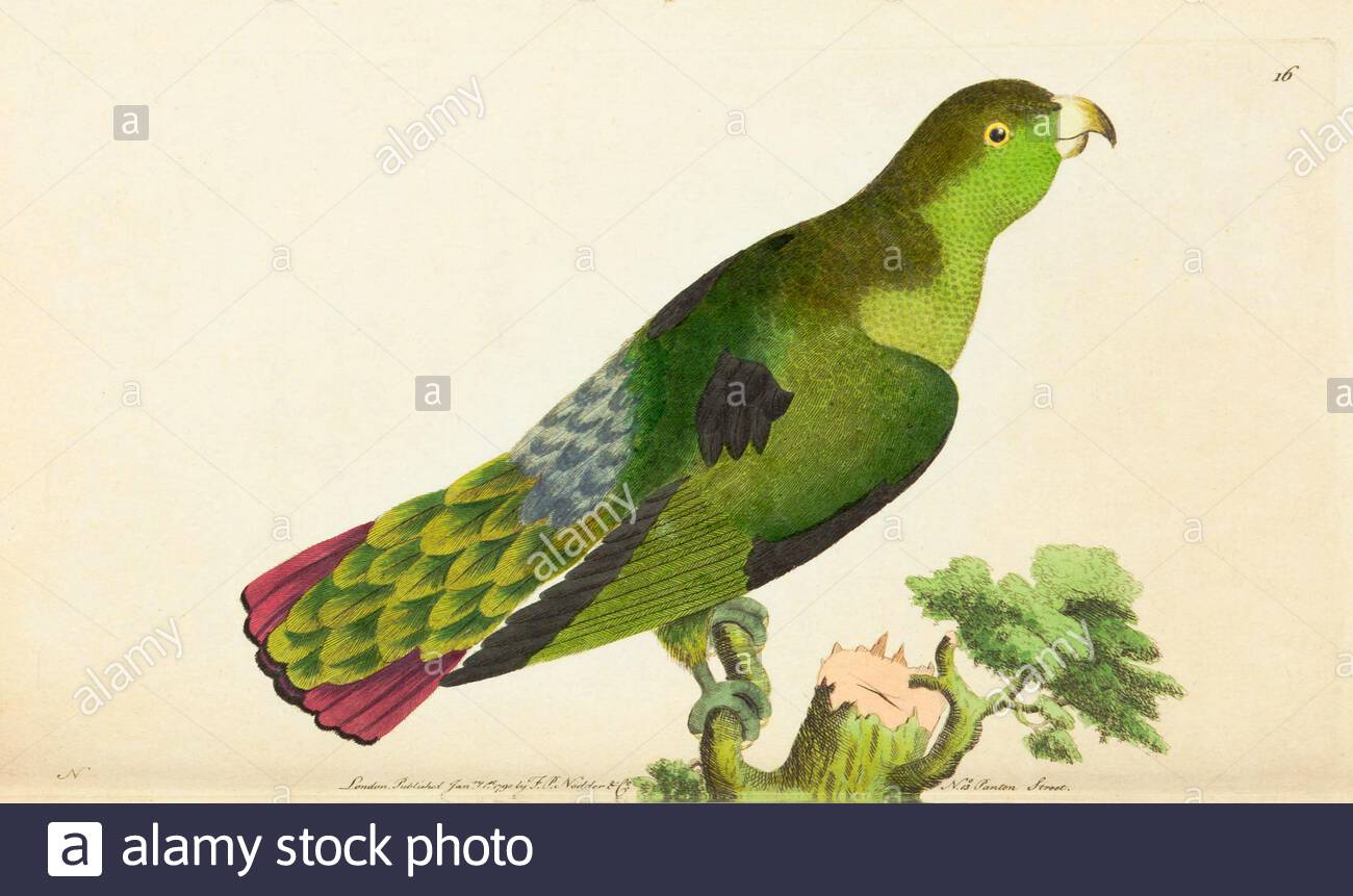 Sapphire-rumped parrotlet or Purple-tailed parakeet (Touit purpuratus), vintage illustration published in The Naturalist's Miscellany from 1789 Stock Photo