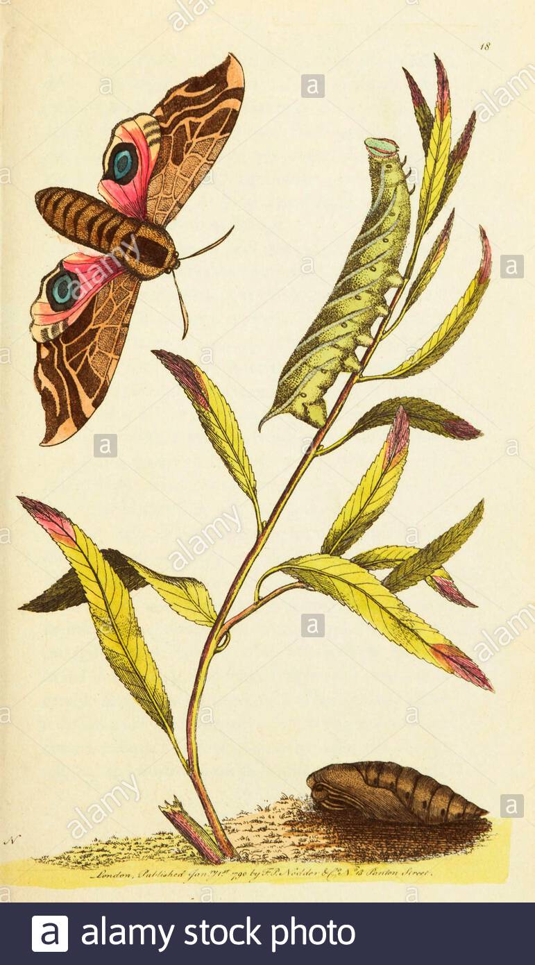 Eyed hawk-moth or Ocellated sphinx moth (Smerinthus ocellatus), vintage illustration published in The Naturalist's Miscellany from 1789 Stock Photo