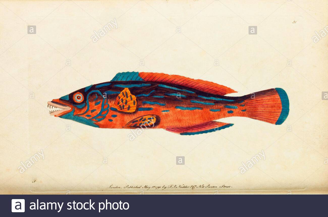 Beautiful Sparus or Cuckoo Wrasse (Labrus mixtus), vintage illustration published in The Naturalist's Miscellany from 1789 Stock Photo