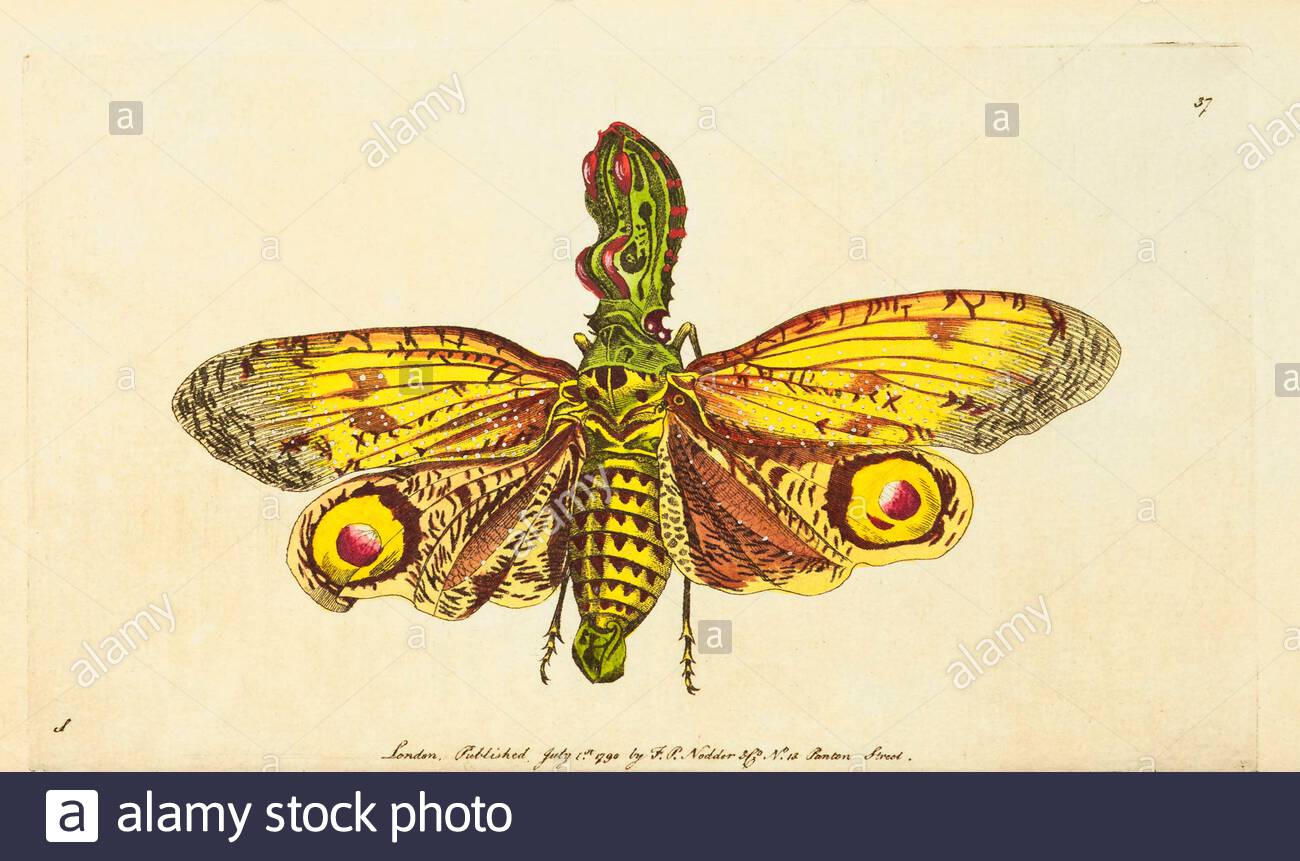 Lantern fly (Fulgora laternaria), vintage illustration published in The Naturalist's Miscellany from 1789 Stock Photo