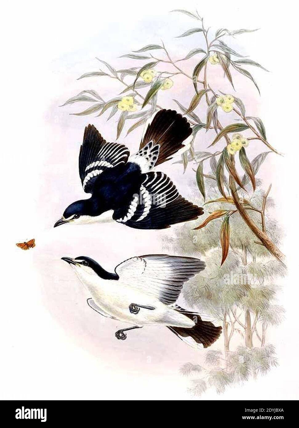 Lalage moesta by John Gould. Stock Photo