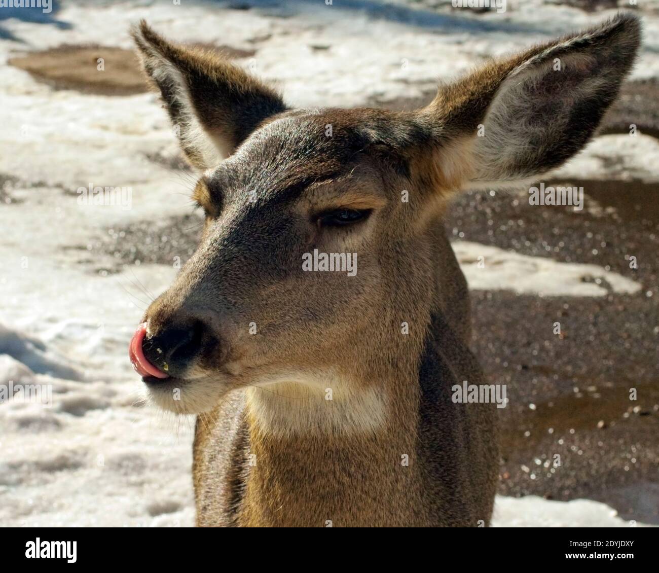 Yearling, Whitetail deer, in Red River, NM, USA licking popcorn off it's nose, melting snow on the ground. Head shot Stock Photo