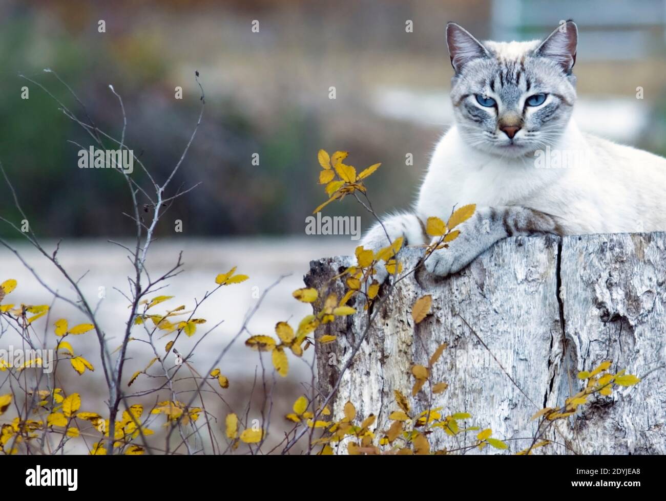 Domestic house cat, laying on a weathered stump with yellow, fall leaves in the foreground Stock Photo