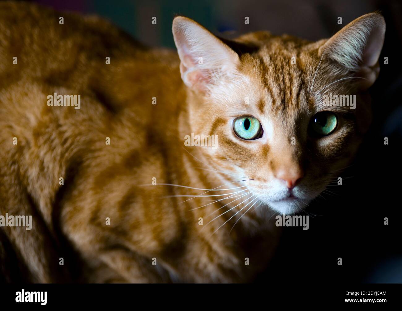 Close up of orange tabby cat with green eyes and long white whiskers. He has a very triangular shaped face and a white chin and upper lip. Stock Photo