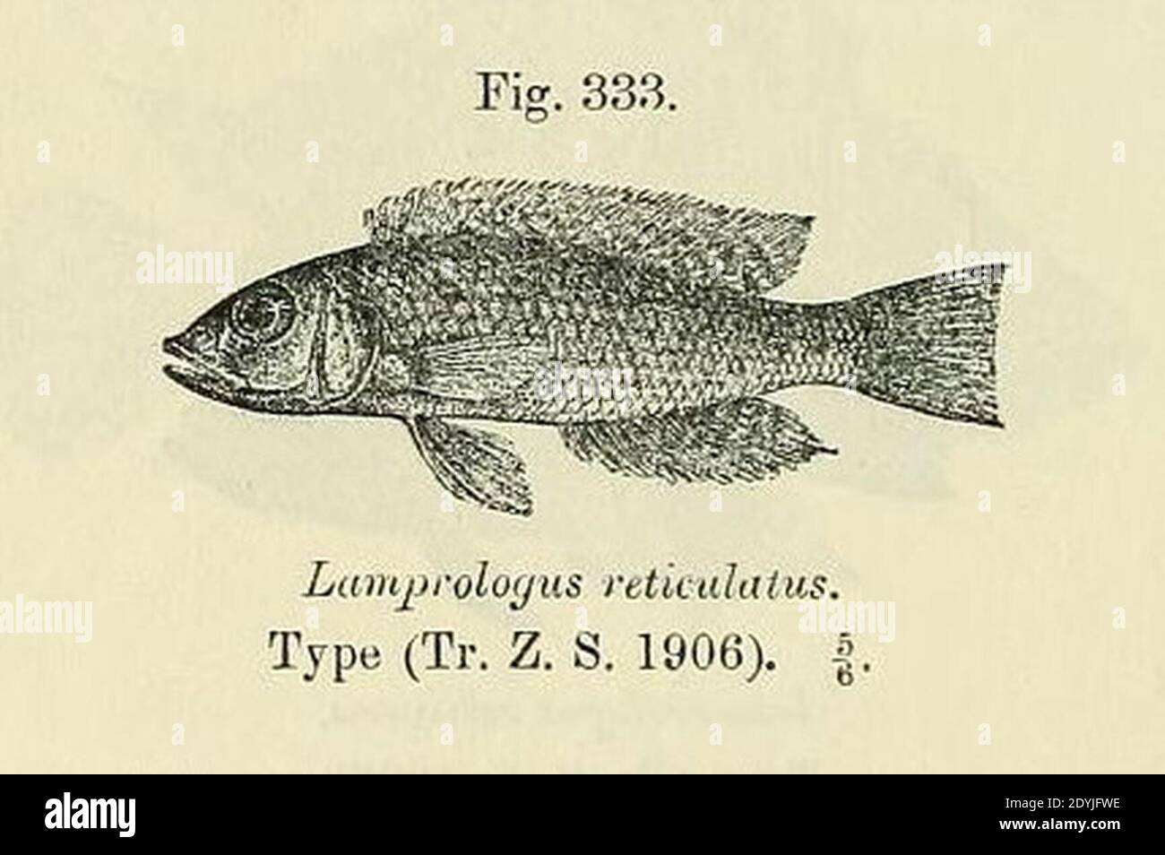 Lamprologus callipterus. Stock Photo