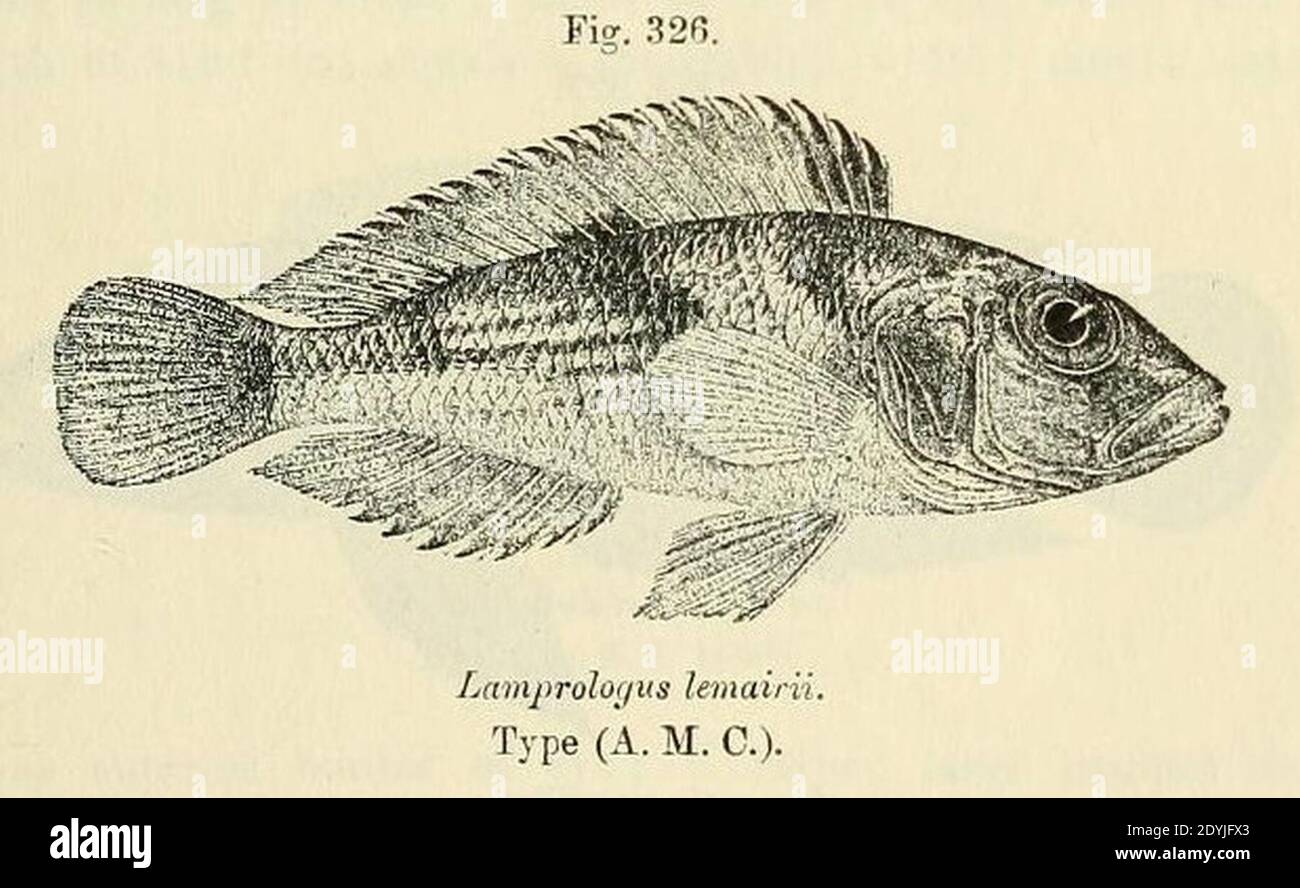 Lamprologus lemairii. Stock Photo