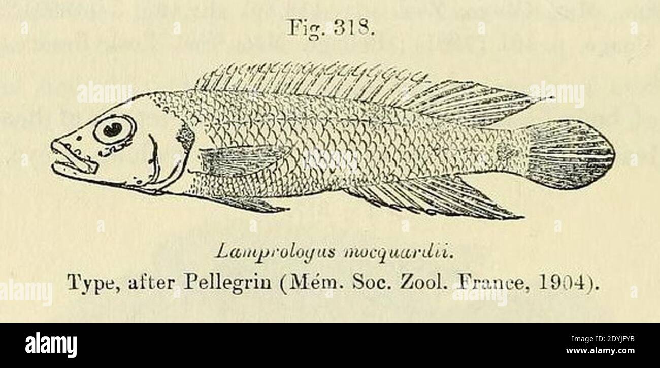 Lamprologus mocquardi. Stock Photo