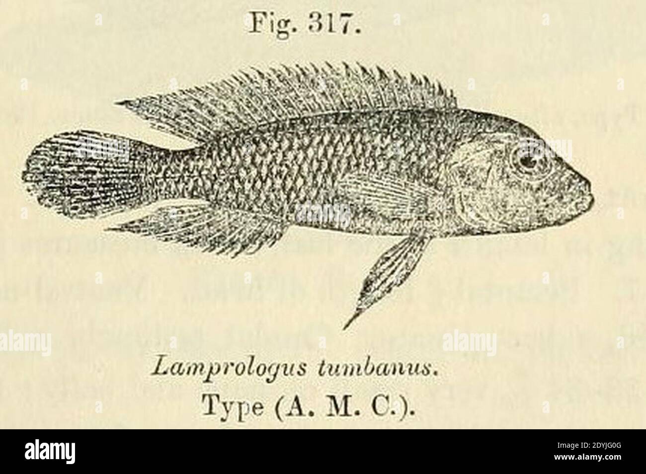 Lamprologus tumbanus. Stock Photo