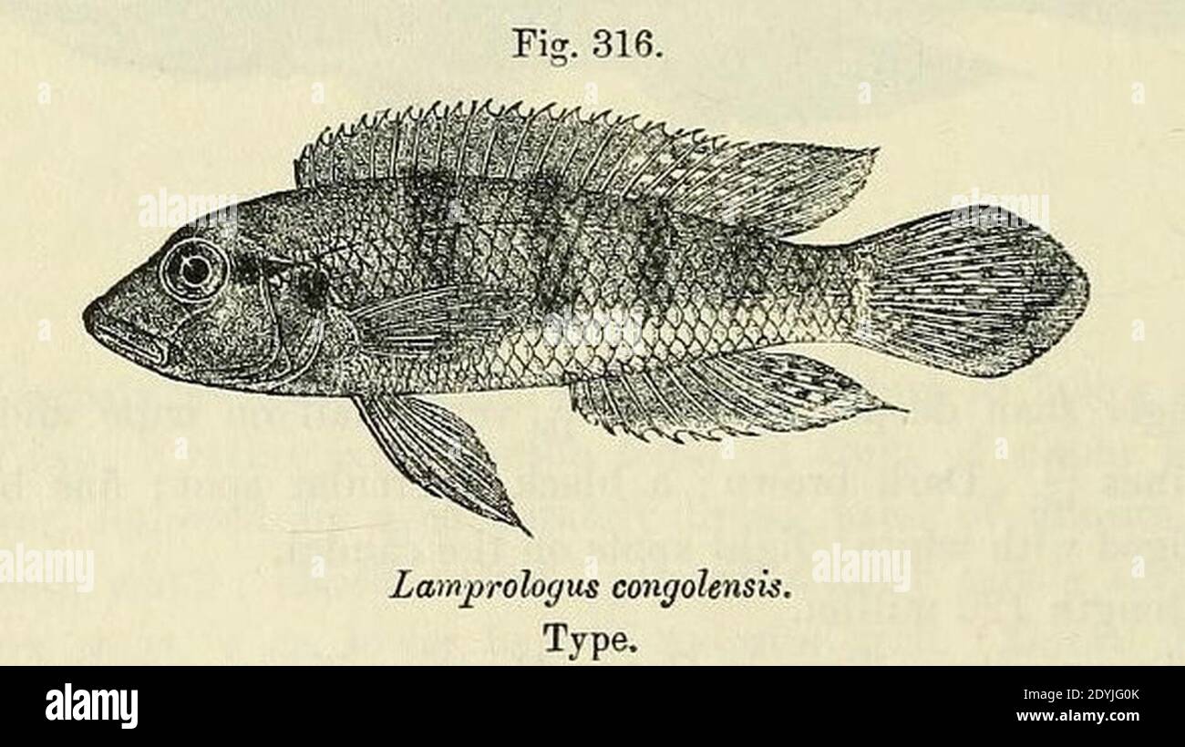 Lamprologus congoensis. Stock Photo