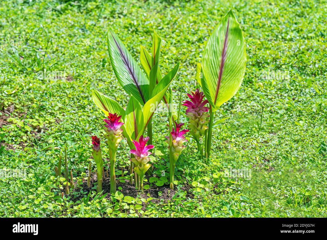Curcuma plant longa hi-res stock photography and images - Alamy