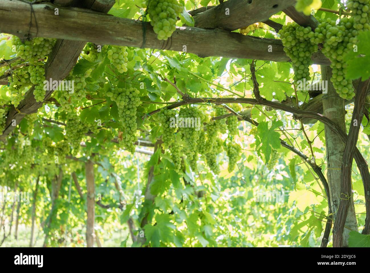 ocida Italy White Wine Grapes in a Vineyard Stock Photo Alamy