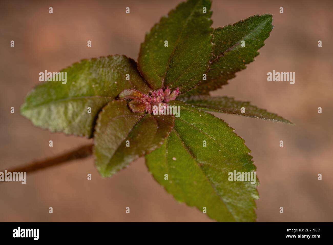 Flower of a Asthma Plant of the species Euphorbia hirta Stock Photo Alamy
