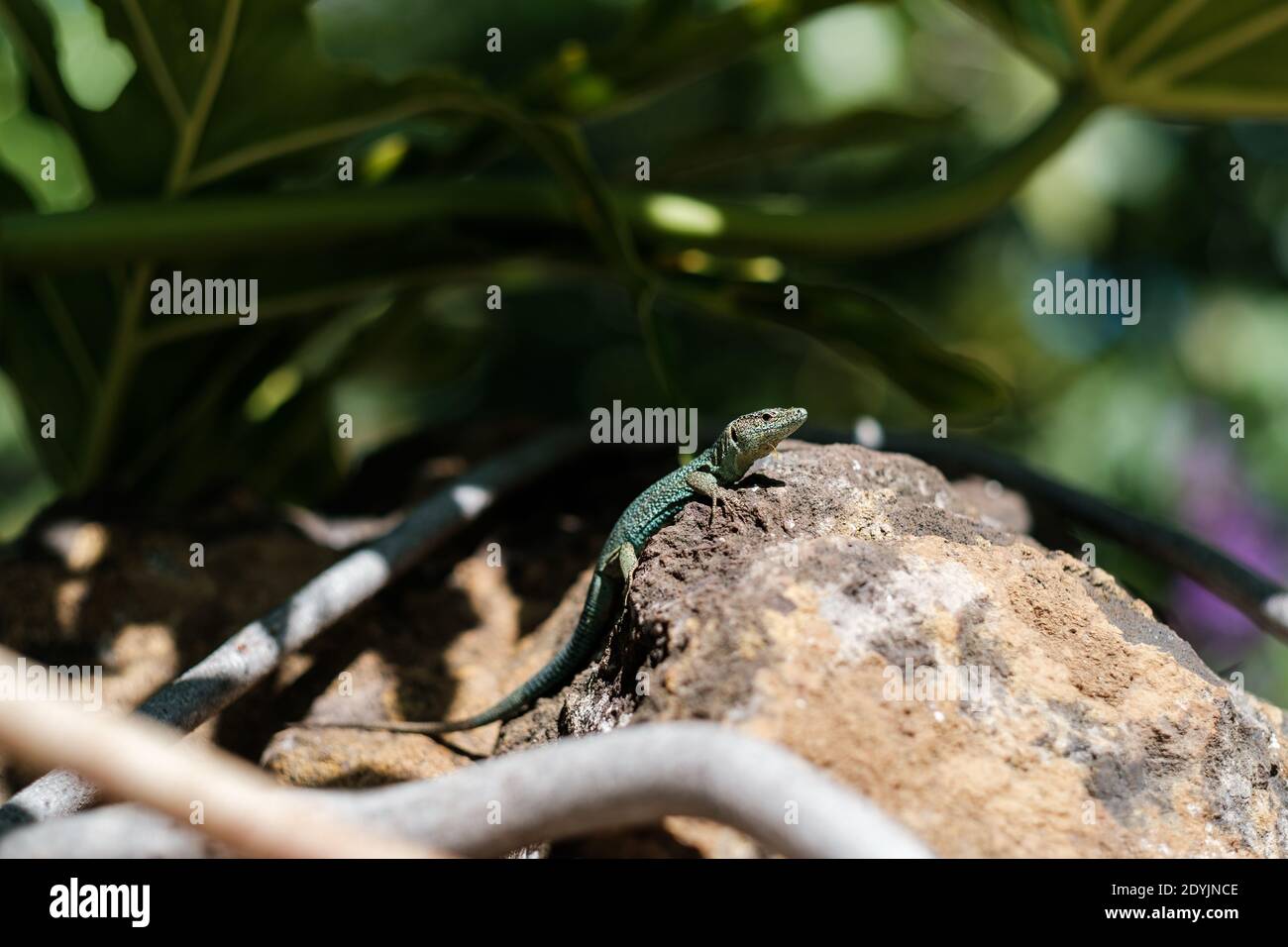 closeup on a small green lizard in a rock under the grass in a sunny day Stock Photo